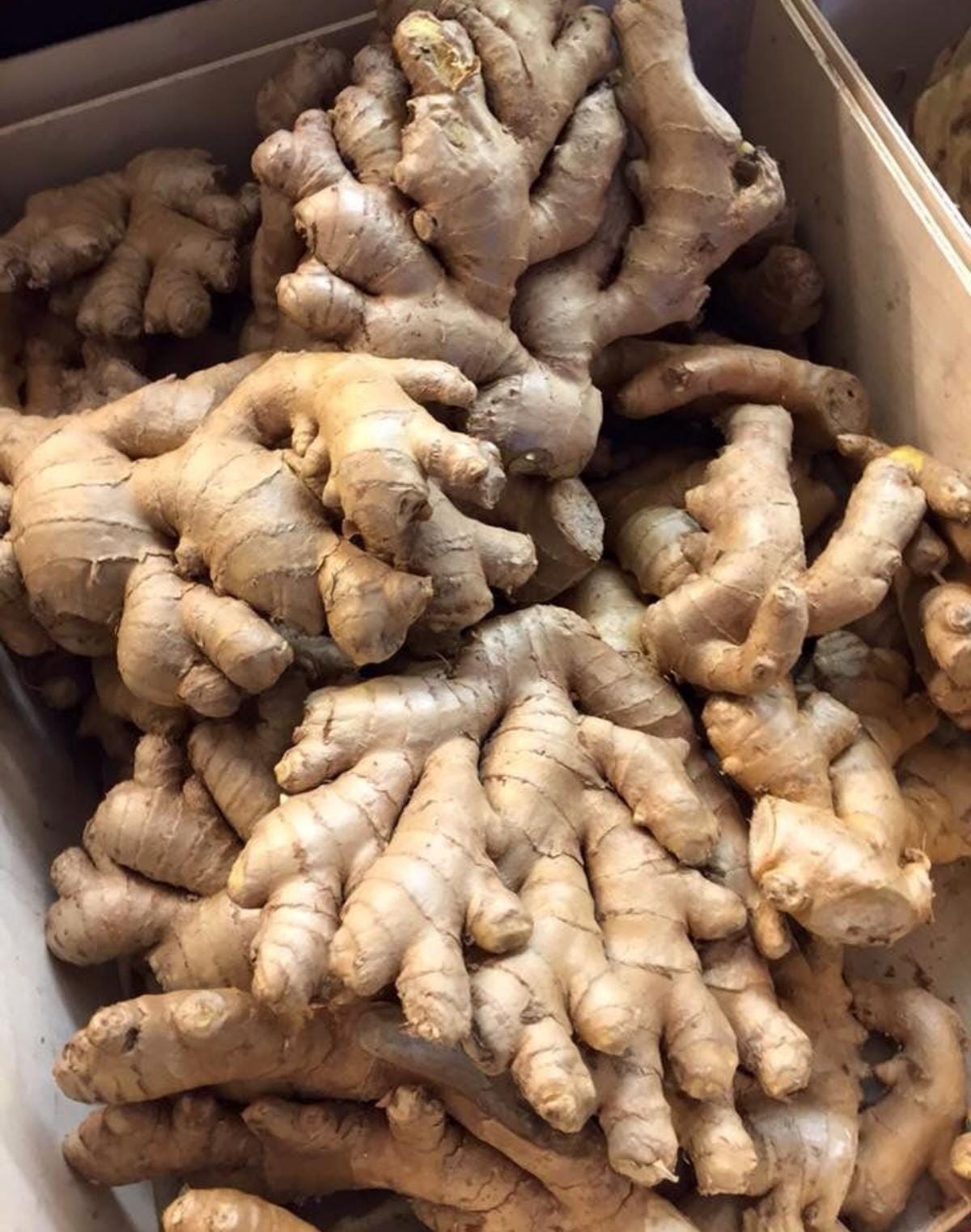 Ginger