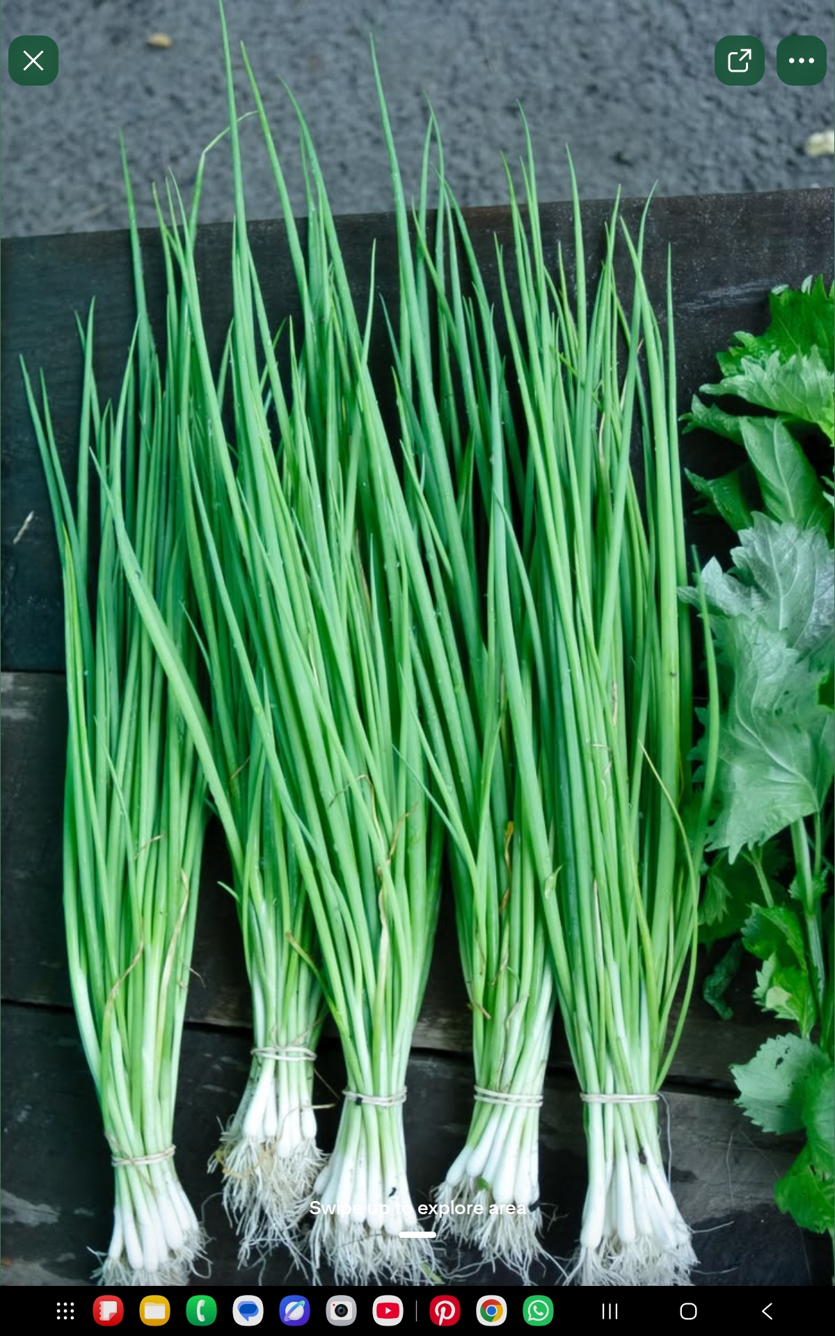 Spring Onion