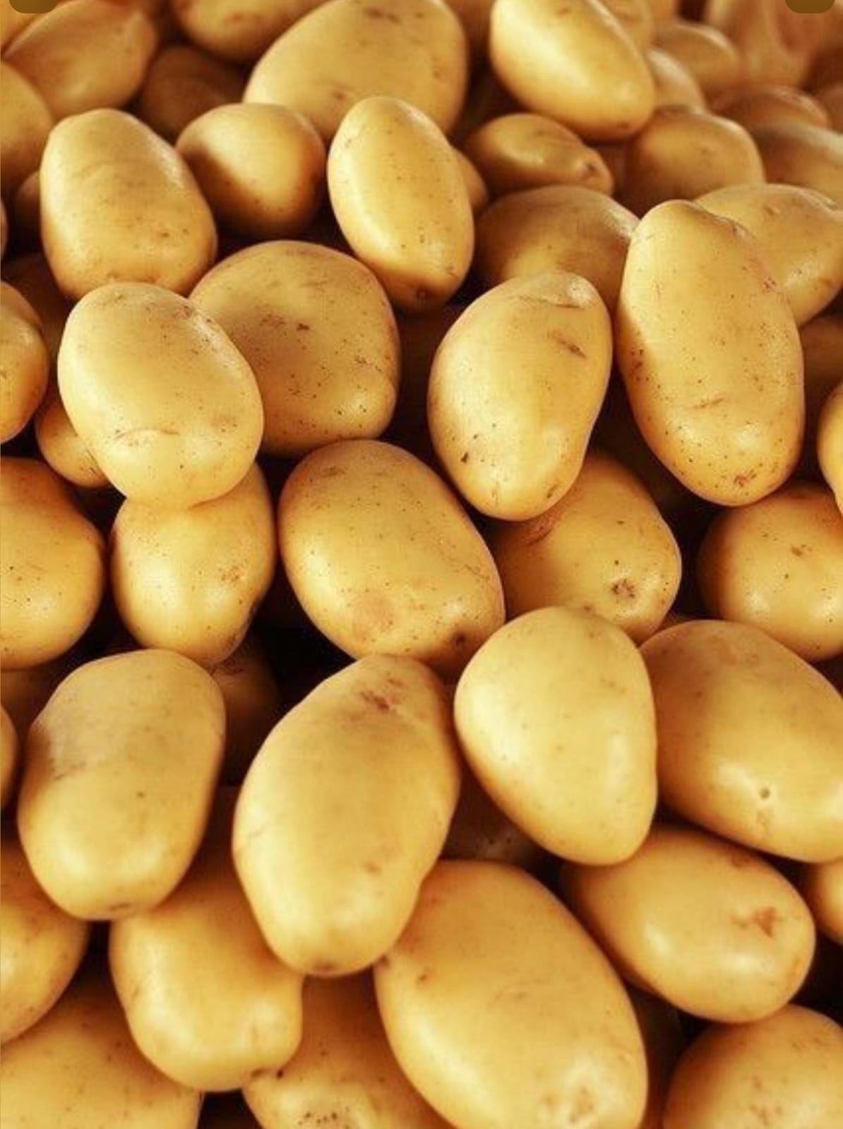 Potato