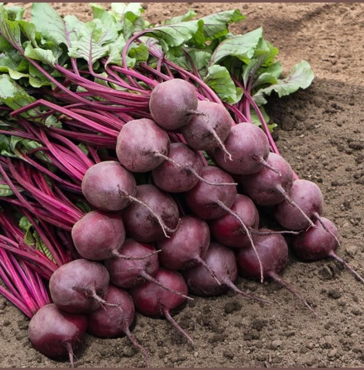 Beetroot