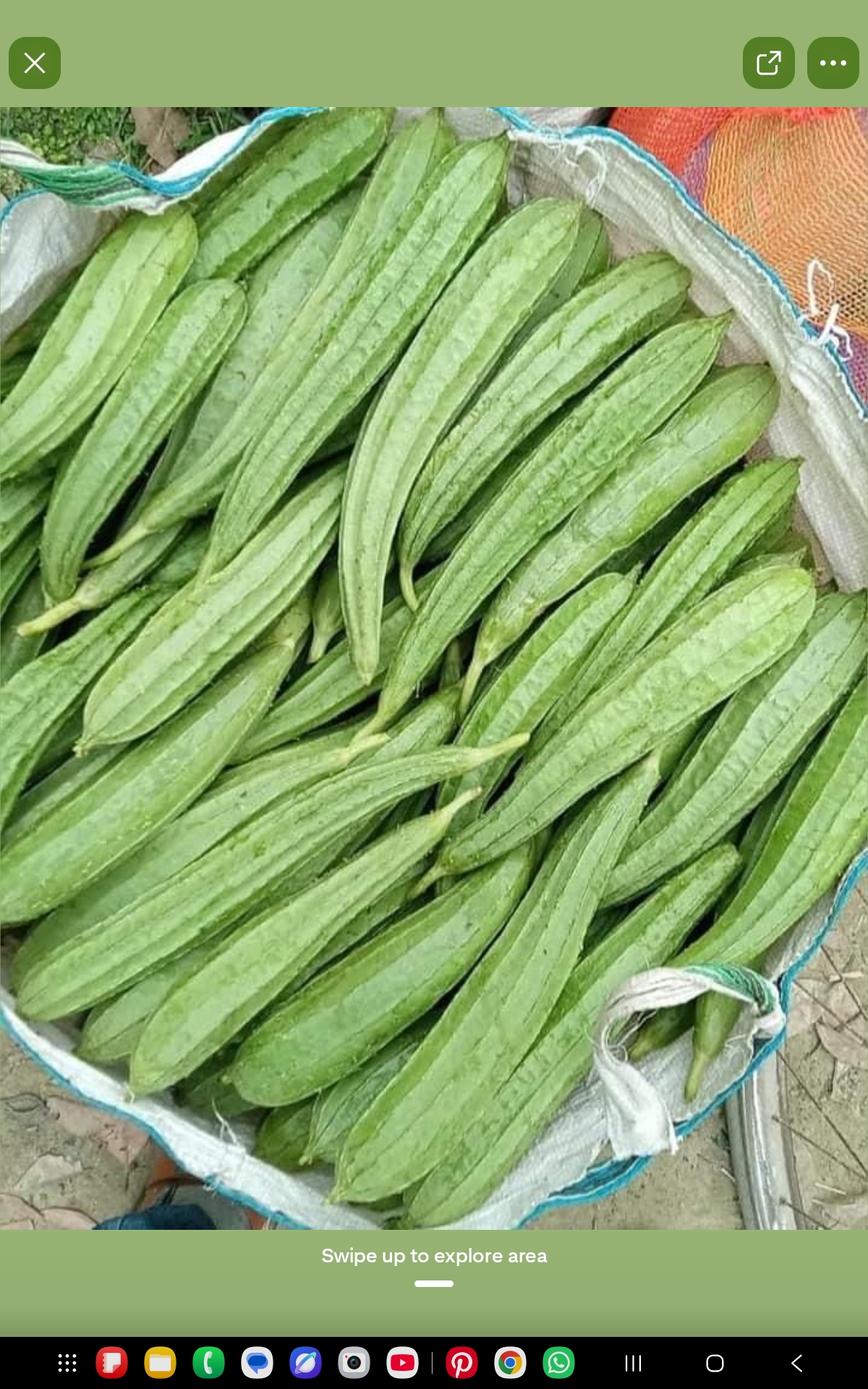 Ridge Gourd