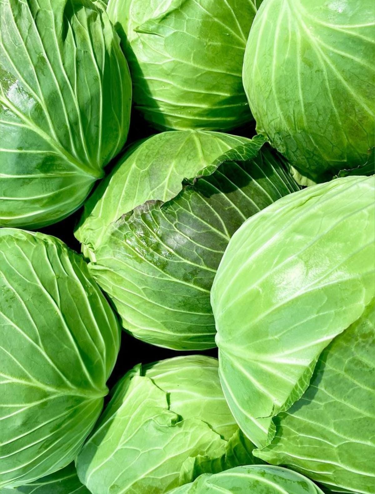 Cabbage