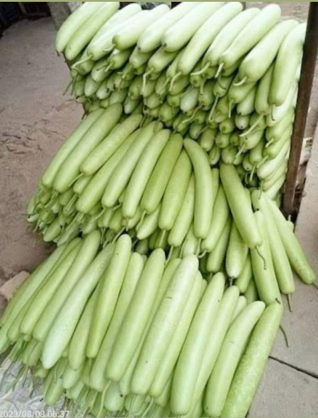 Bottle Gourd