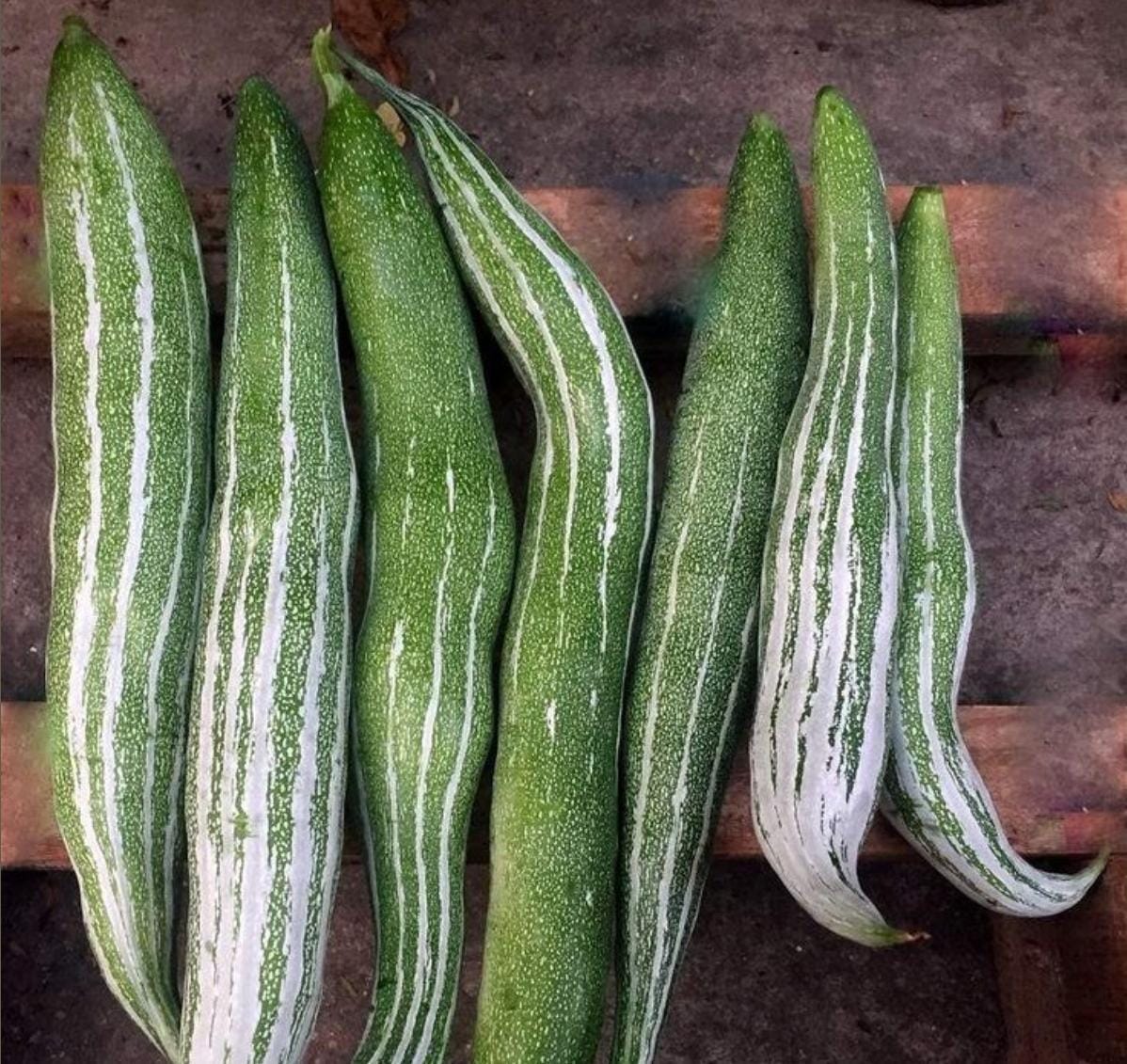 Snake Gourd
