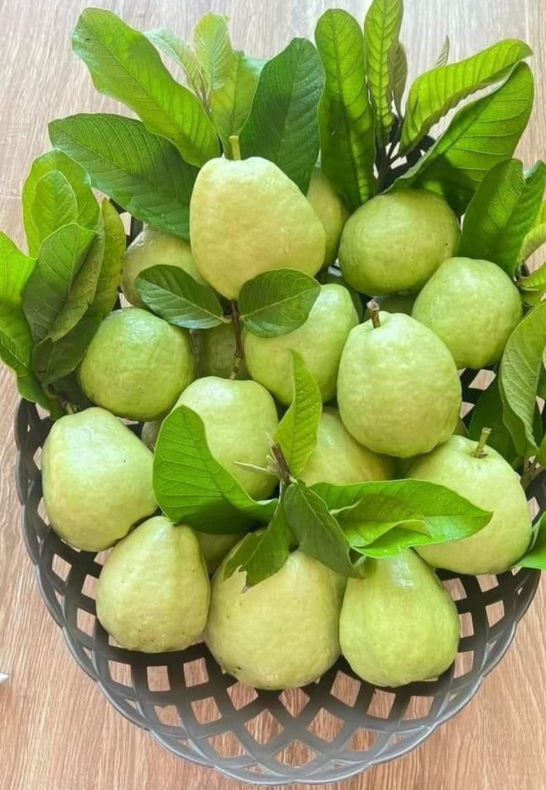 Guava