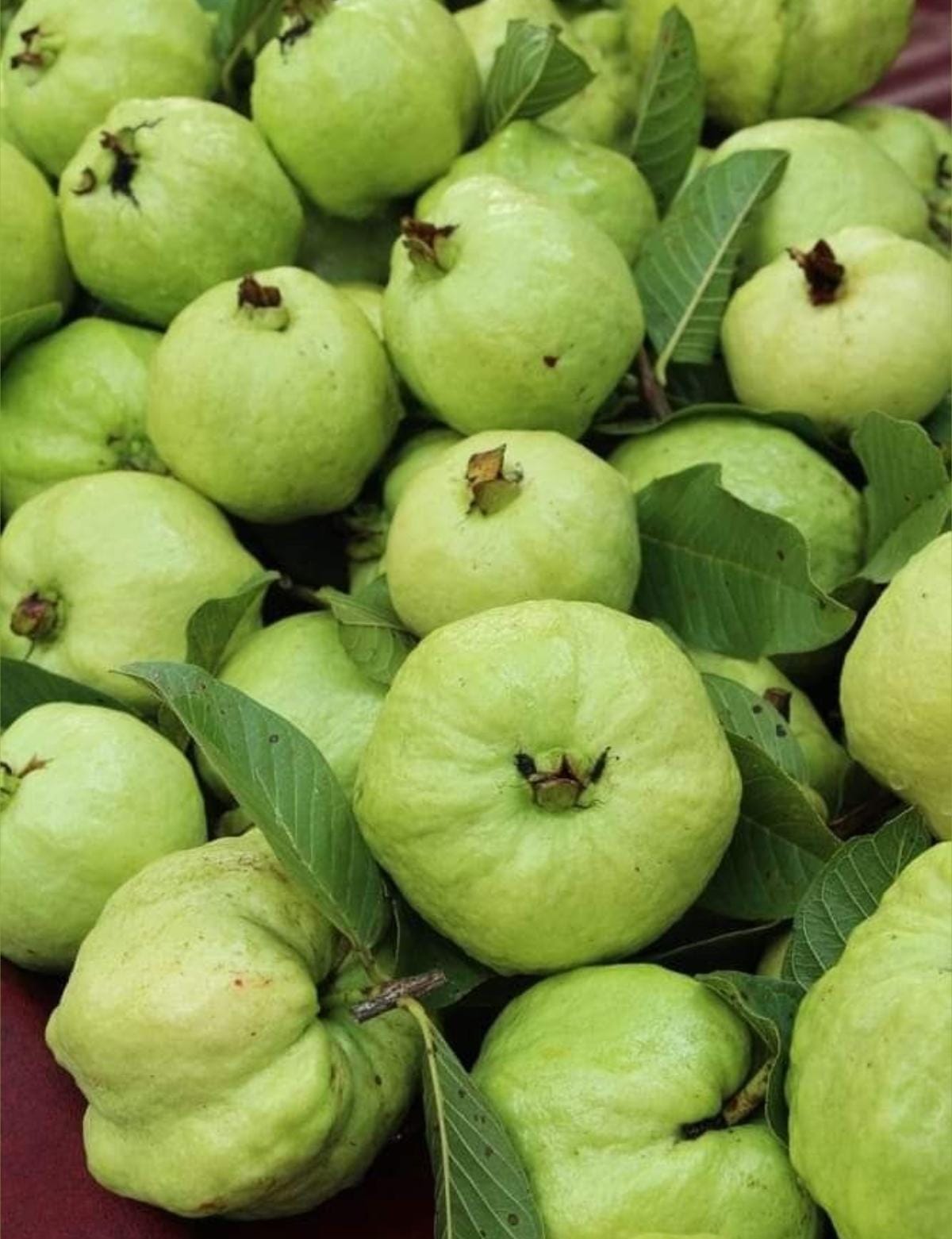 Guava
