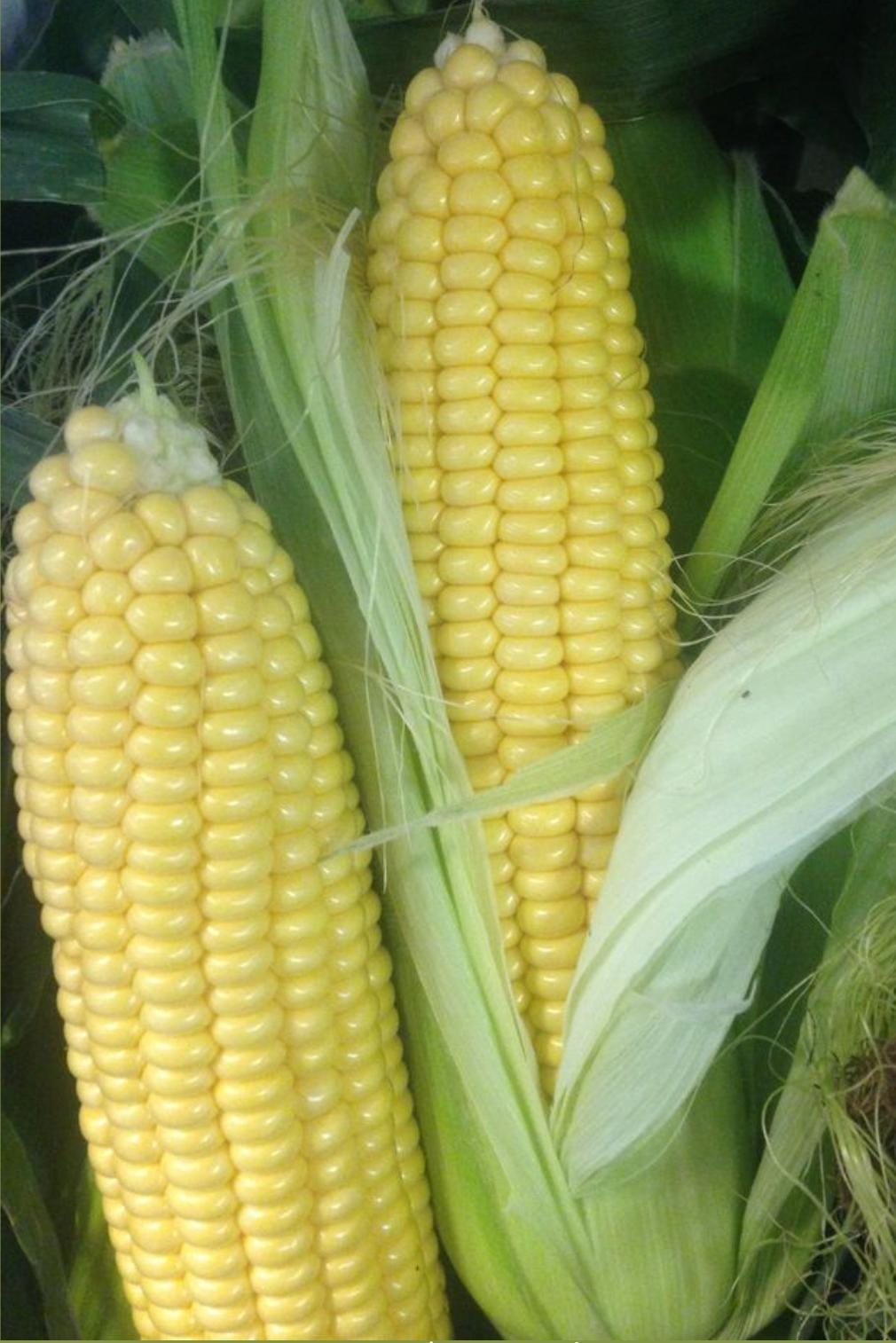 Sweet Corn