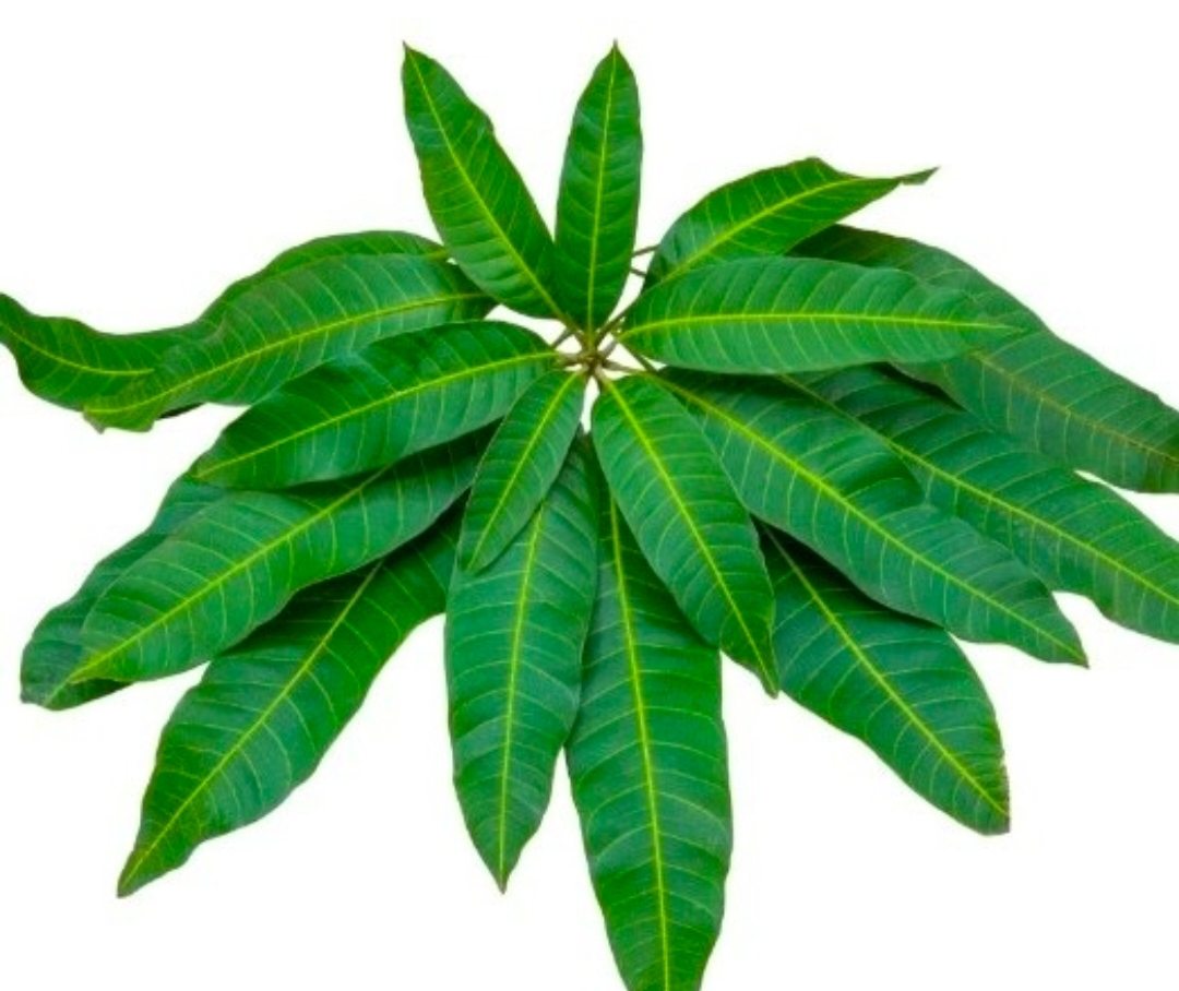Mango Leaves