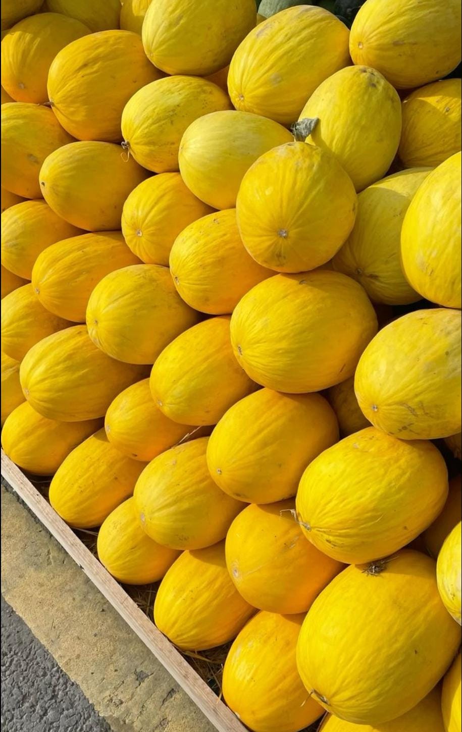 Sun Melon