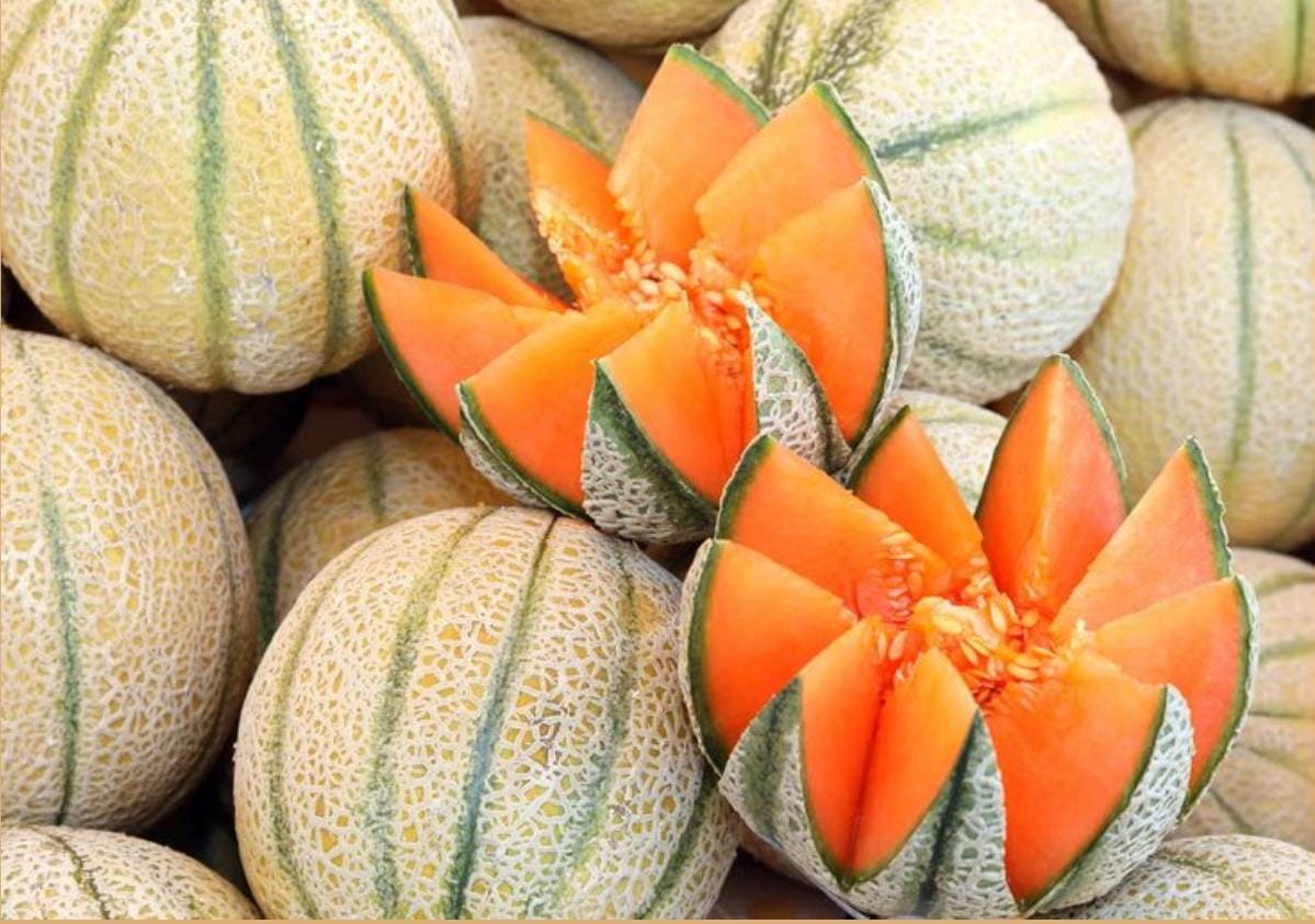 Muskmelon