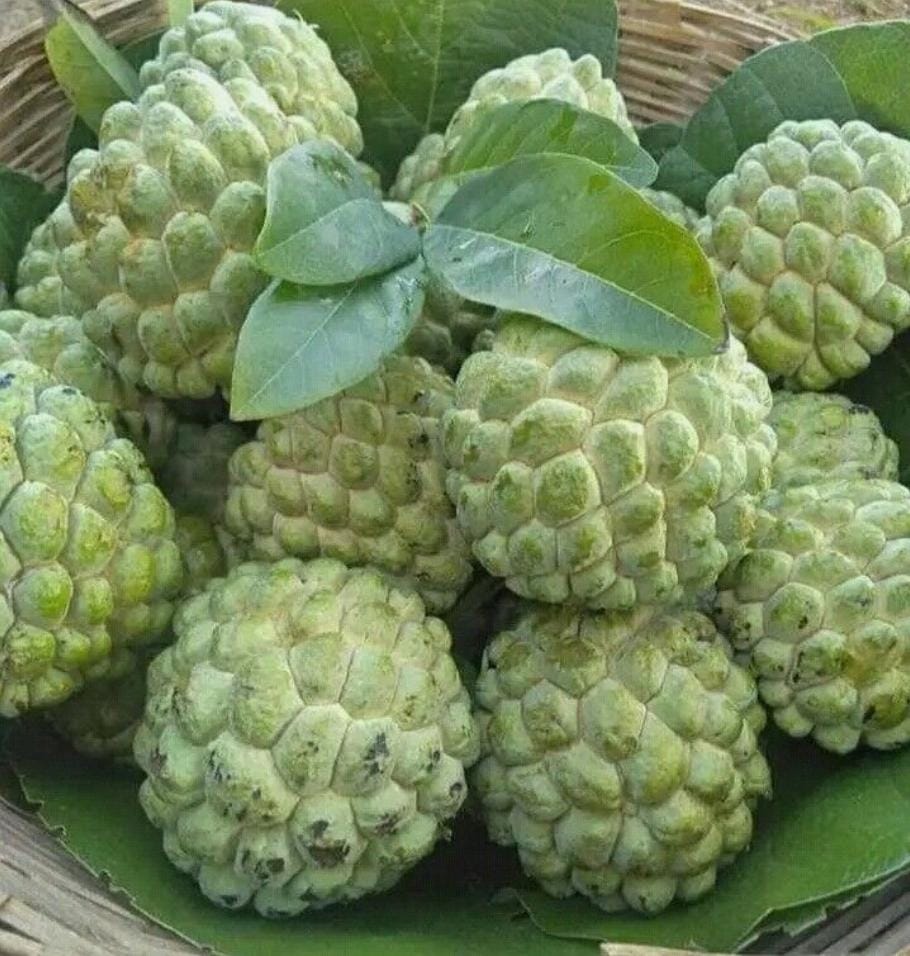 Custard Apple (Seethaphal)