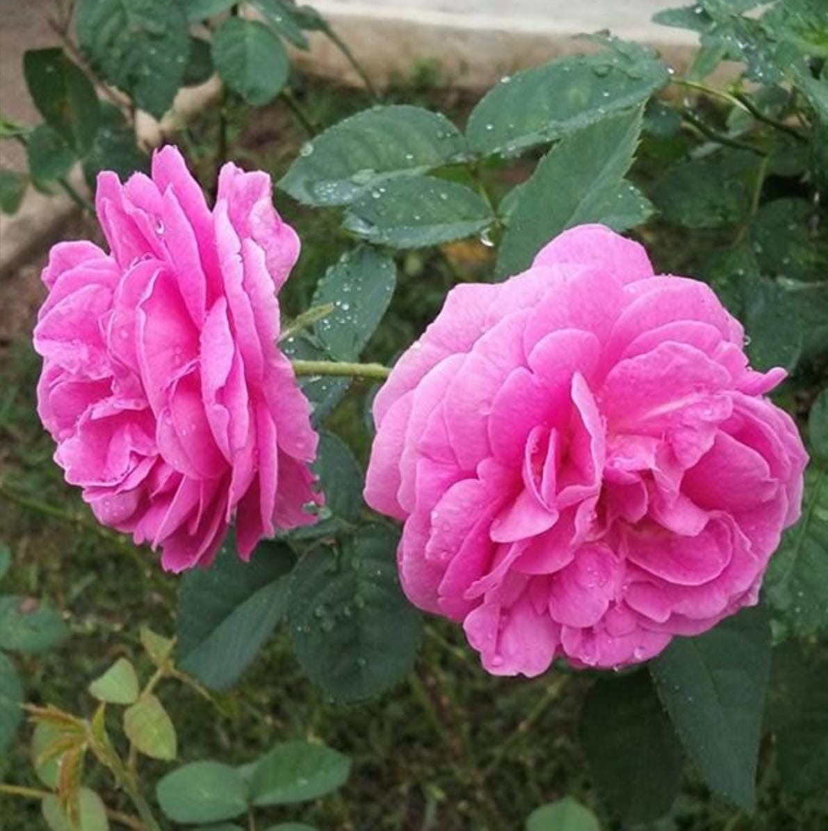 Roses
