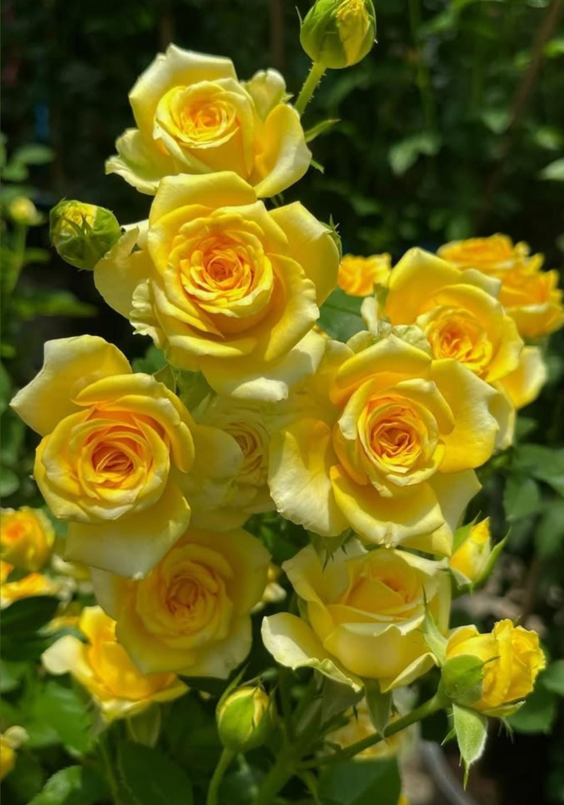Roses