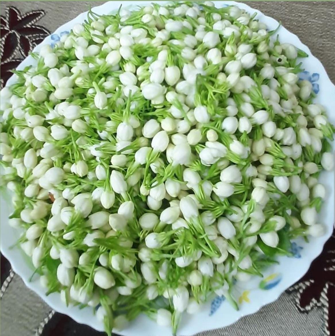 Jasmine (Mallepuvvu)