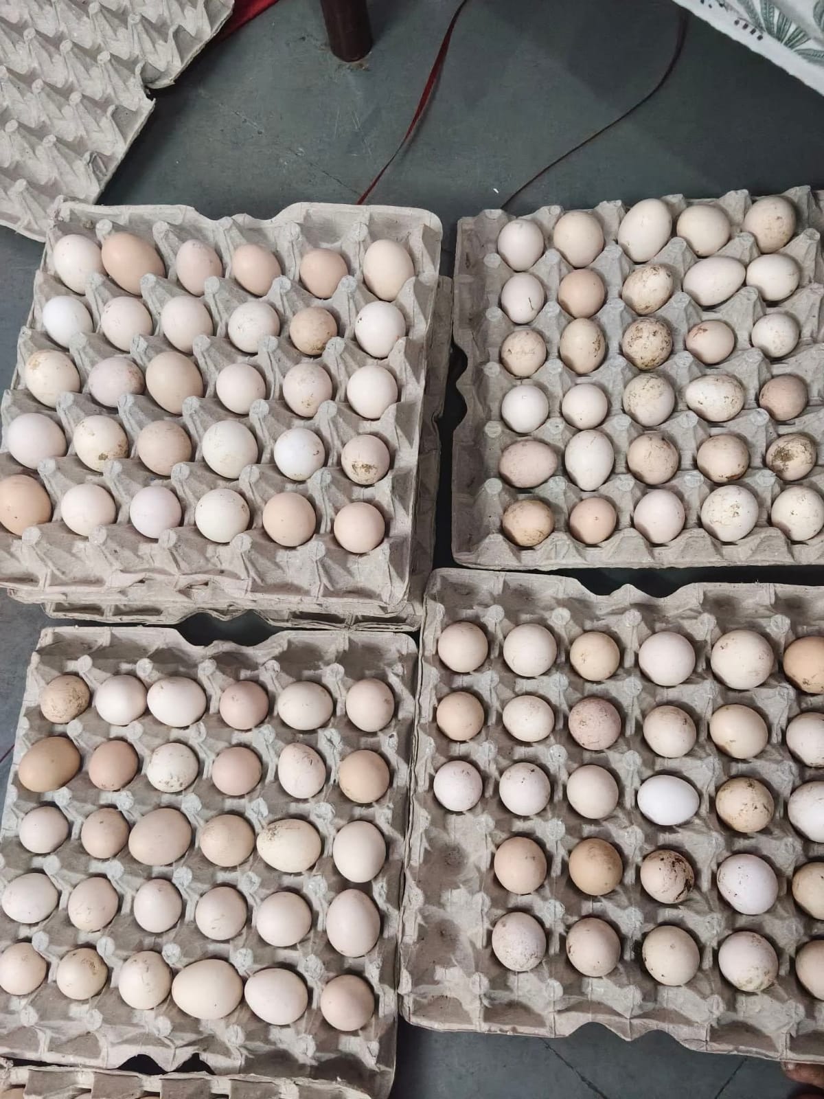 Country/Desi Eggs